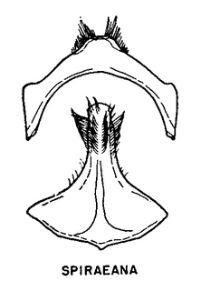 Andrena spiraeana, figure38b