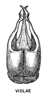 Andrena violae, figure55f