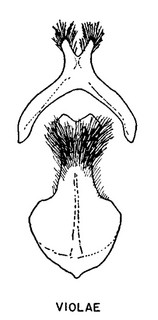 Andrena violae, figure56b