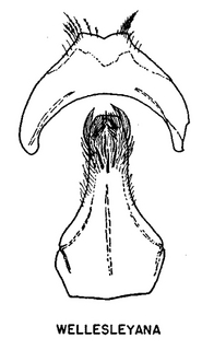 Andrena wellesleyana, figure52d