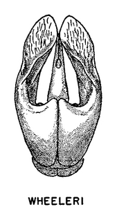 Andrena wheeleri, figure51b