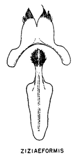 Andrena ziziaeformis, figure31r