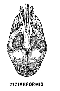 Andrena ziziaeformis, figure32d