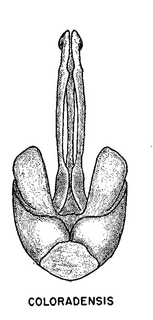 Calliopsis coloradensis, figure71c