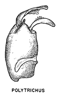 Panurginus polytrichus, figure61b