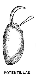 Panurginus potentillae, figure61c