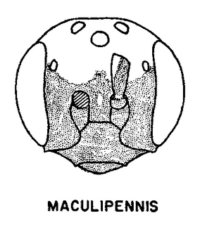 Perdita maculigera, figure77f