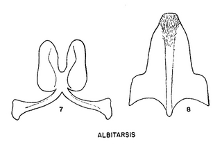 Pseudopanurgus albitarsis, figure62b