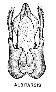 Pseudopanurgus albitarsis, figure66f