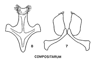 Pseudopanurgus compositarum, figure64b
