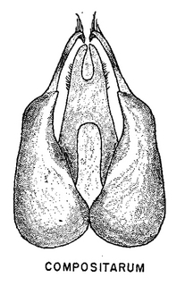Pseudopanurgus compositarum, figure66j