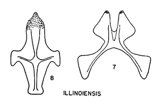 Pseudopanurgus illinoiensis, figure64c
