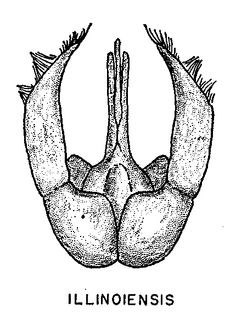 Pseudopanurgus illinoiensis, figure66b