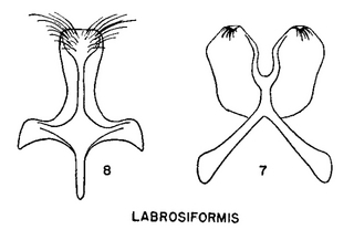 Pseudopanurgus labrosiformis, figure64d