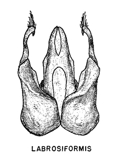 Pseudopanurgus labrosiformis, figure66i