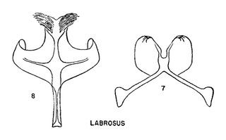 Pseudopanurgus labrosus, figure62c