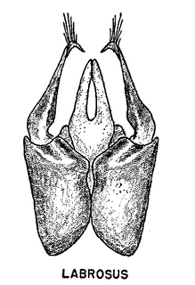 Pseudopanurgus labrosus, figure66o
