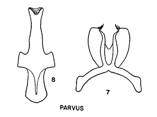 Pseudopanurgus parvus, figure64f