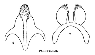 Pseudopanurgus passiflorae, figure62a