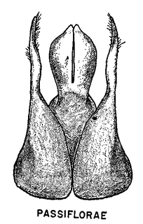 Pseudopanurgus passiflorae, figure66m
