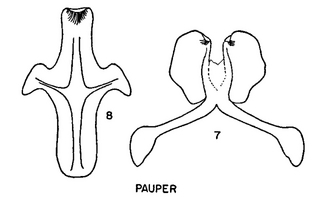 Pseudopanurgus pauper, figure64g