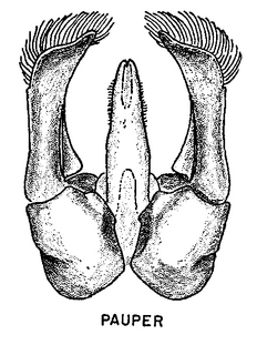 Pseudopanurgus pauper, figure66h