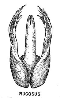 Pseudopanurgus rugosus, figure66a