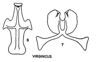 Pseudopanurgus virginicus, figure64j