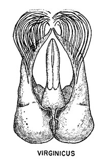 Pseudopanurgus virginicus, figure66g