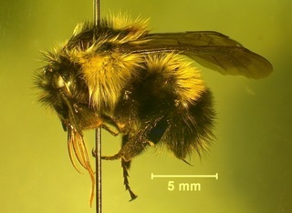 Bombus sandersoni, female4