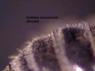 Colletes brevicornis, female, abdside