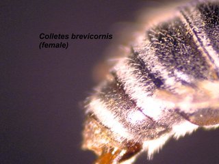 Colletes brevicornis, female, abdside2