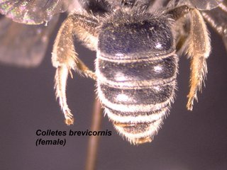 Colletes brevicornis, female, abdtop
