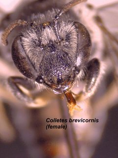 Colletes brevicornis, female, face