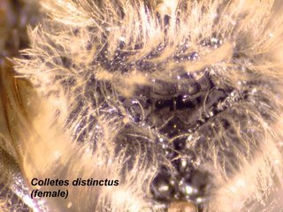 Colletes distinctus, female, propodeum