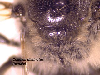 Colletes distinctus, female, scutum2