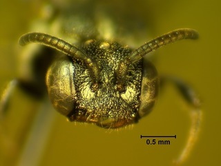 Holcopasites calliopsidis, female4