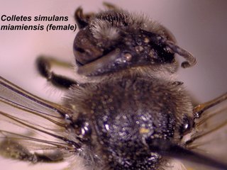 Colletes simulans miamiensis, female, prothoracicspines2