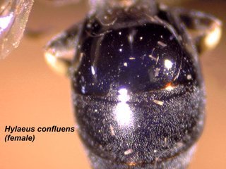 Hylaeus confluens, female, abdtop2