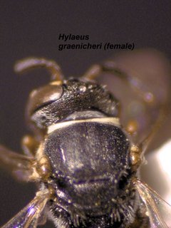 Hylaeus graenicheri, female, scutum