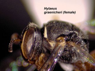 Hylaeus graenicheri, female, side2