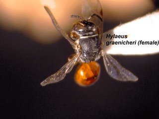 Hylaeus graenicheri, female, top wide