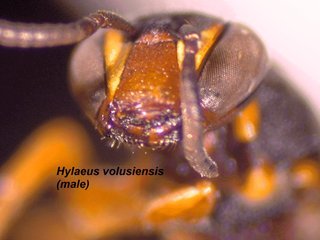 Hylaeus volusiensis, male, mand