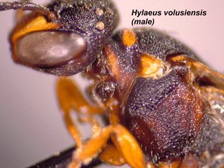 Hylaeus volusiensis, male, side2