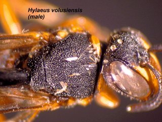 Hylaeus volusiensis, male, top4