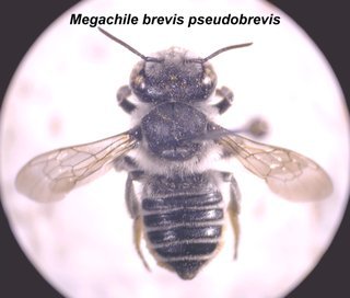 Megachile brevis pseudobrevis top2