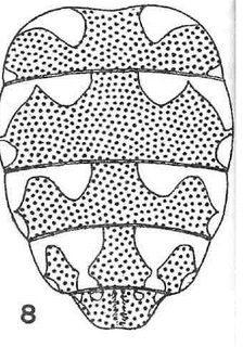 Holcopasites bohartorum, female, abdomen, dorsal