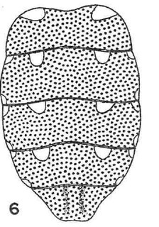 Holcopasites calliopsidis, female, abdomen, dorsal