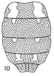 Holcopasites pulchellus, female, abdomen, dorsal