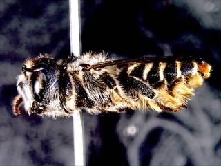 Lithurgus chrysurus, Female side view